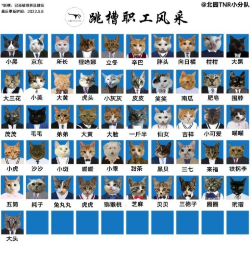 四川大学上百只流浪猫的证件照走红网络，幕后的故事居然这么劲爆！