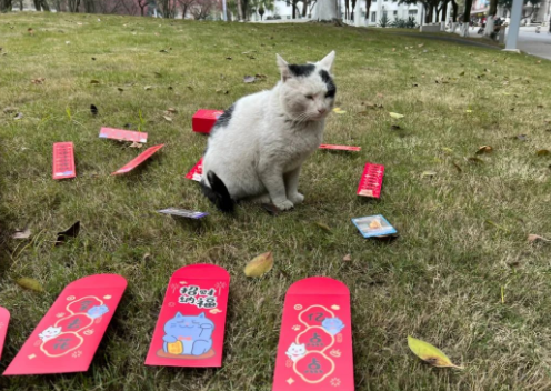 四川大学上百只流浪猫的证件照走红网络，幕后的故事居然这么劲爆！