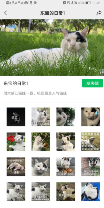 四川大学上百只流浪猫的证件照走红网络，幕后的故事居然这么劲爆！