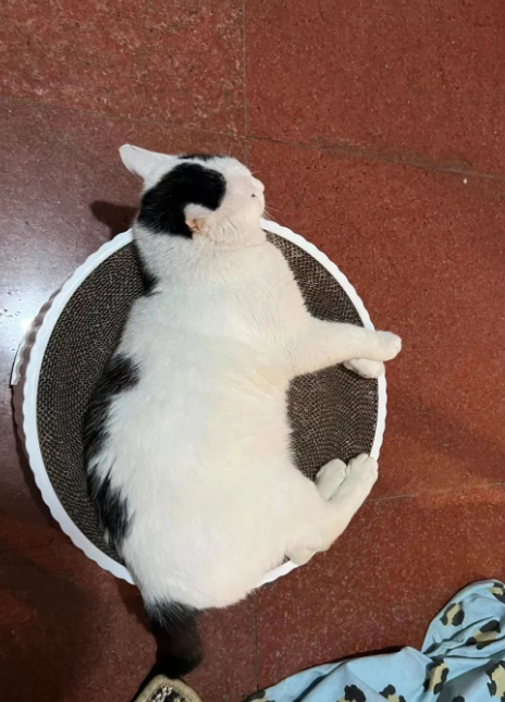 四川大学上百只流浪猫的证件照走红网络，幕后的故事居然这么劲爆！