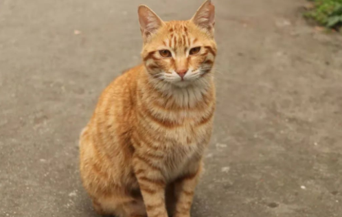 四川大学上百只流浪猫的证件照走红网络，幕后的故事居然这么劲爆！