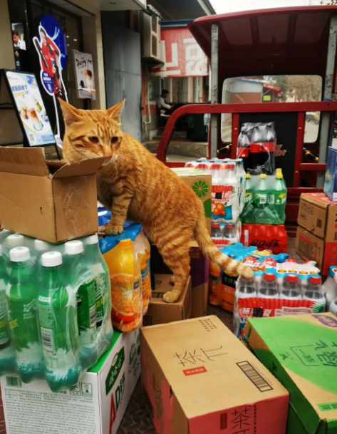 四川大学上百只流浪猫的证件照走红网络，幕后的故事居然这么劲爆！