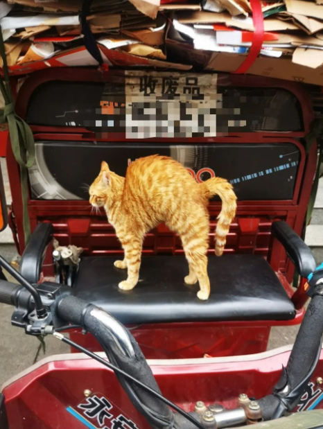 四川大学上百只流浪猫的证件照走红网络，幕后的故事居然这么劲爆！