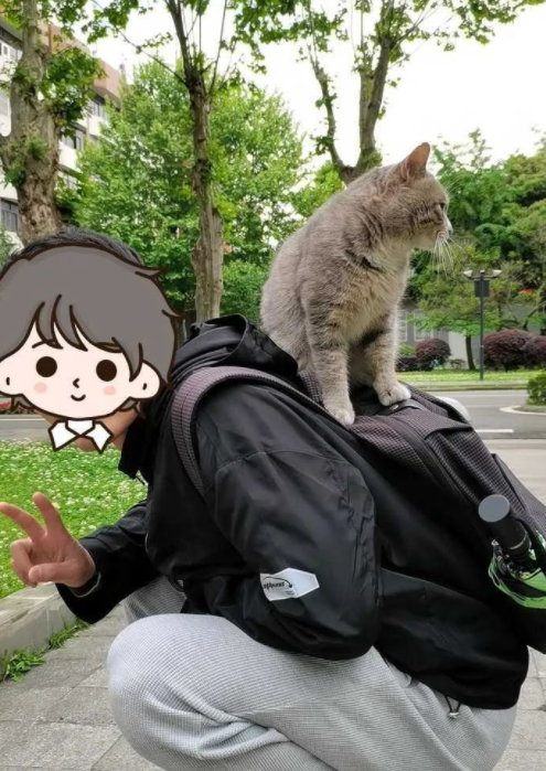 四川大学上百只流浪猫的证件照走红网络，幕后的故事居然这么劲爆！