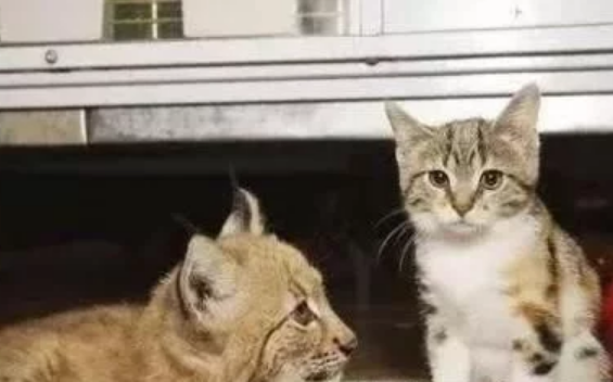 流浪猫误入动物园，无路可走被本家亲戚收留，互相陪伴11年
