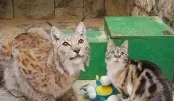 流浪猫误入动物园，无路可走被本家亲戚收留，互相陪伴11年