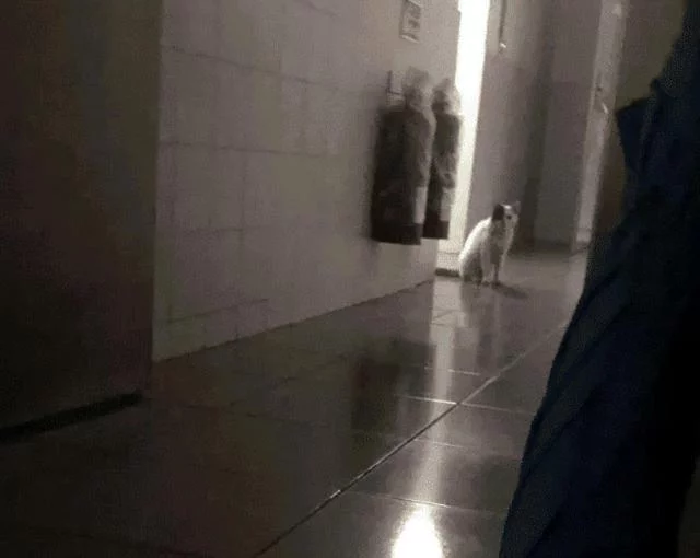 流浪猫爬20层楼来看望女孩，遭多次驱赶也不曾离开：我想有个家