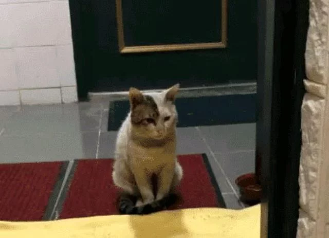 流浪猫爬20层楼来看望女孩，遭多次驱赶也不曾离开：我想有个家