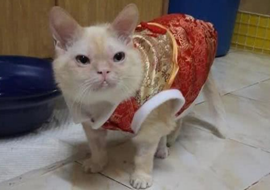 猫咪长相不普通， 主人时常吐槽： 长得跟闹着玩的， 还玩跨界