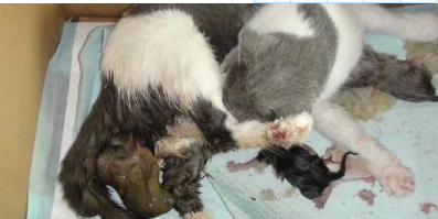 小猫在医院里生孩子难产开刀 | 母猫难产医生剖宫治疗 猫主人喜送逗趣锦旗