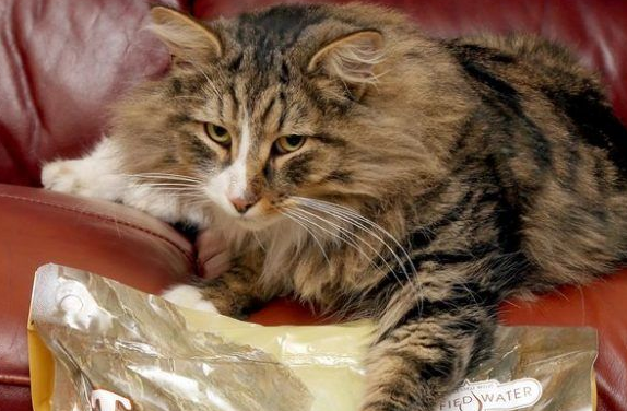 小偷猫离家出走消失 14个月后被发现在宠物食品厂
