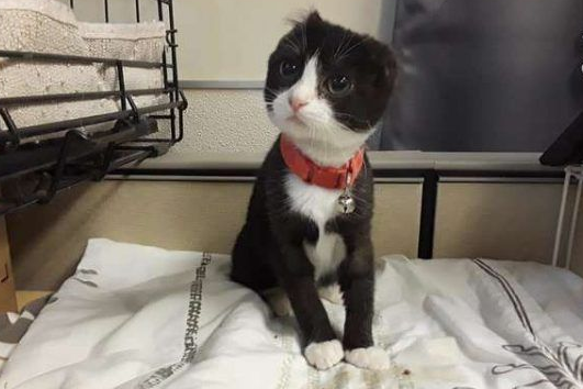 猫咪耳朵尾巴被割掉 在志工帮助下找到超适合的猫奴