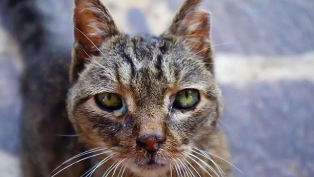 烫猫男子老家被送花圈，真是我们想要的结果吗？
