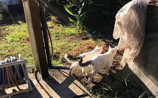 主人带爱猫回初遇之地，睡醒发现多出一只母猫，猫咪：白捡一媳妇