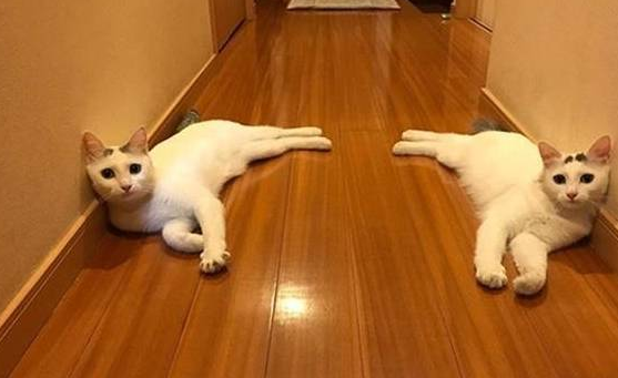 主人带爱猫回初遇之地，睡醒发现多出一只母猫，猫咪：白捡一媳妇