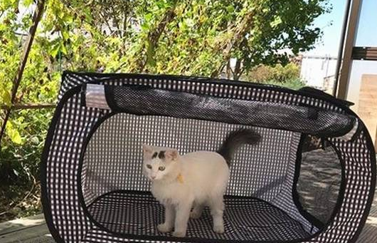 主人带爱猫回初遇之地，睡醒发现多出一只母猫，猫咪：白捡一媳妇
