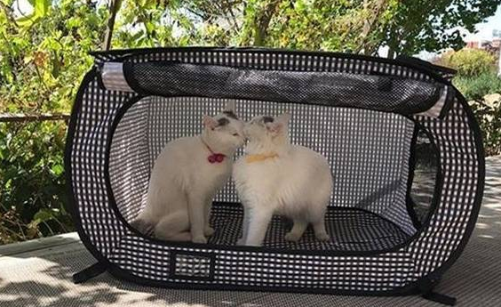 主人带爱猫回初遇之地，睡醒发现多出一只母猫，猫咪：白捡一媳妇