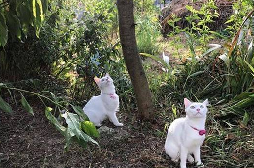 主人带爱猫回初遇之地，睡醒发现多出一只母猫，猫咪：白捡一媳妇