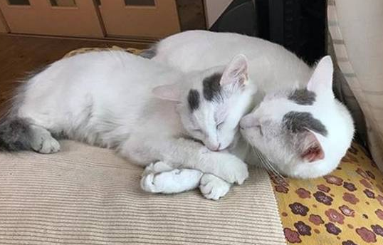 主人带爱猫回初遇之地，睡醒发现多出一只母猫，猫咪：白捡一媳妇