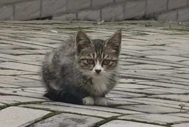 流浪小奶猫守护去世母猫，无助的样子让人心疼：我以后没有妈妈了