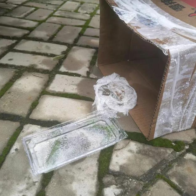 流浪小奶猫守护去世母猫，无助的样子让人心疼：我以后没有妈妈了