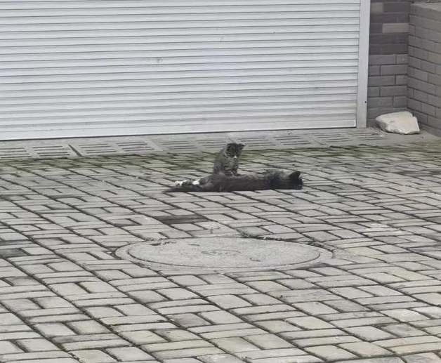 流浪小奶猫守护去世母猫，无助的样子让人心疼：我以后没有妈妈了