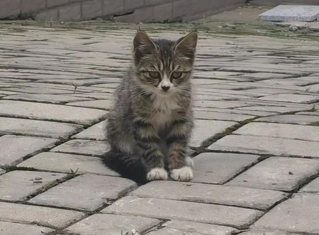 流浪小奶猫守护去世母猫，无助的样子让人心疼：我以后没有妈妈了