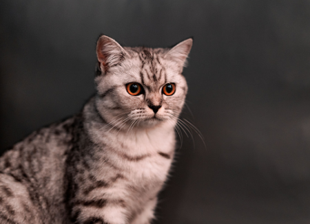 晚安故事：会说话的猫
