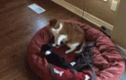 被猫咪欺负了该怎么办 狗宝宝立马喊家长来撑腰