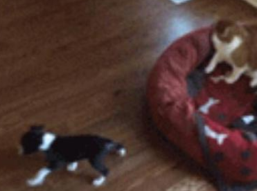 被猫咪欺负了该怎么办 狗宝宝立马喊家长来撑腰
