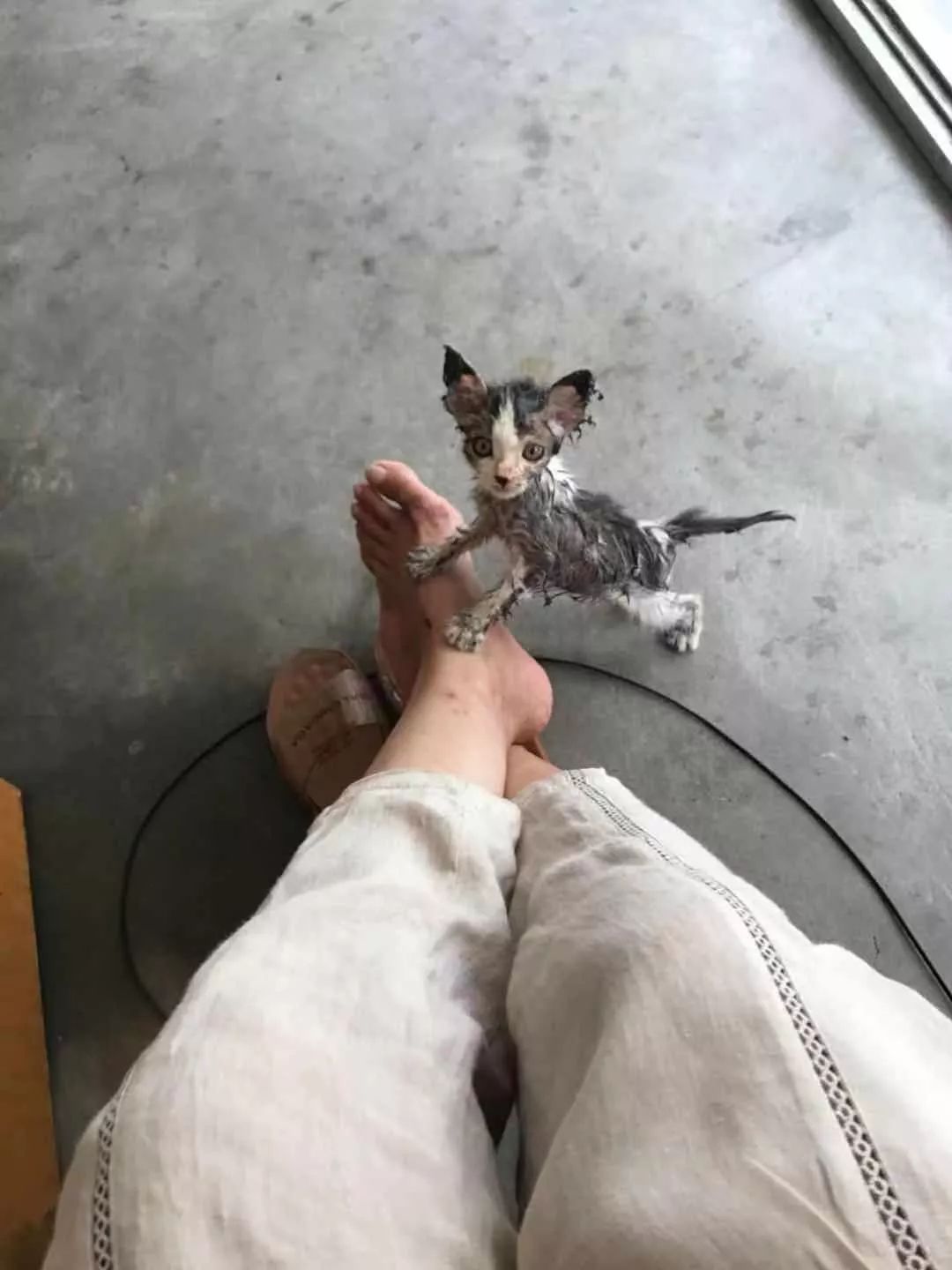 一只小奶猫被人涂满胶水扔到超市门口，最后结局让人暖哭……