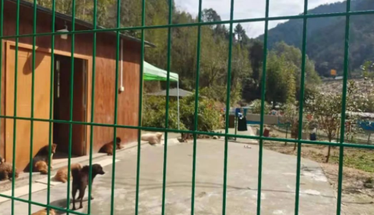 一只小奶猫被人涂满胶水扔到超市门口，最后结局让人暖哭……
