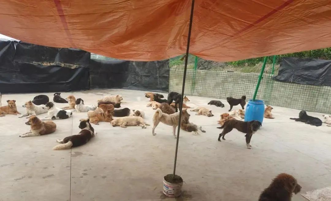 一只小奶猫被人涂满胶水扔到超市门口，最后结局让人暖哭……