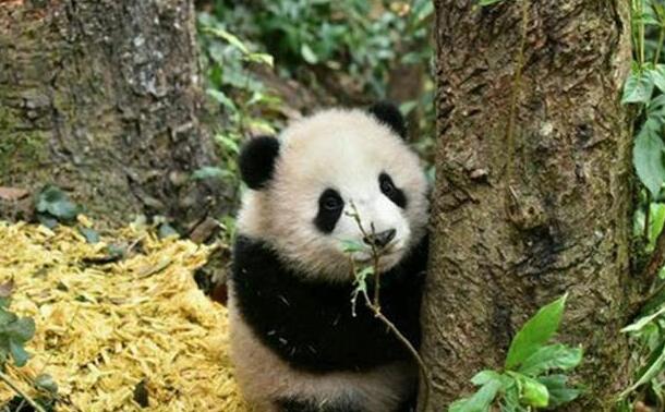 熊猫宝宝不肯回家，和奶爸玩起了捉迷藏，神结局让网友笑出猪叫