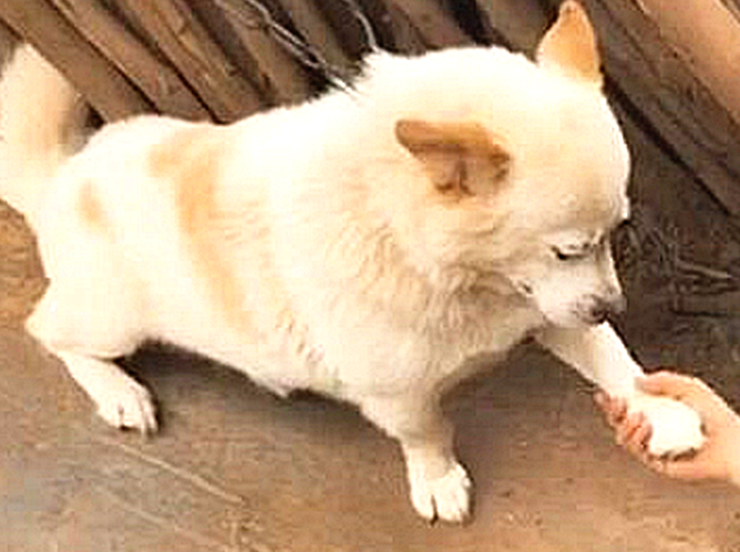 10岁土狗学挥手，靠近一看十分高兴：猫奴前世修得的福分啊