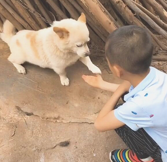 10岁土狗学挥手，靠近一看十分高兴：猫奴前世修得的福分啊