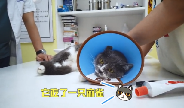 猫咪捉了一只麻雀吃，随后被主人送进了医院：真是太不省心了啊