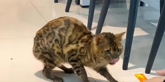名贵豹猫，在学校食堂乞讨，这么贵的猫说不要就不要，家里有矿