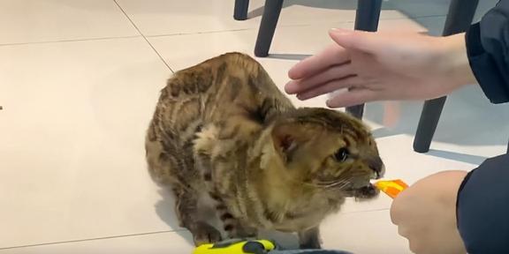 名贵豹猫，在学校食堂乞讨，这么贵的猫说不要就不要，家里有矿