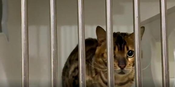 名贵豹猫，在学校食堂乞讨，这么贵的猫说不要就不要，家里有矿