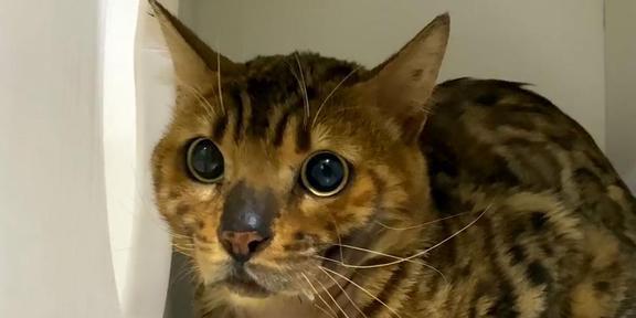 名贵豹猫，在学校食堂乞讨，这么贵的猫说不要就不要，家里有矿