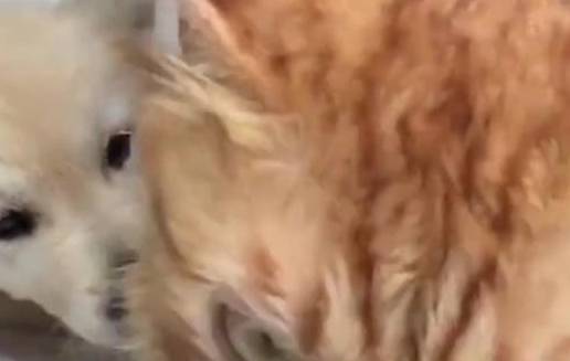 橘猫被一窝小金毛包围，被舔得生无可恋，小表情亮了，笑哭主人