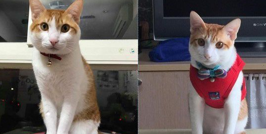 祖孙情！爱塞乃猫咪天冷给阿嬷当暖暖包