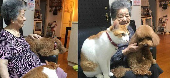 祖孙情！爱塞乃猫咪天冷给阿嬷当暖暖包