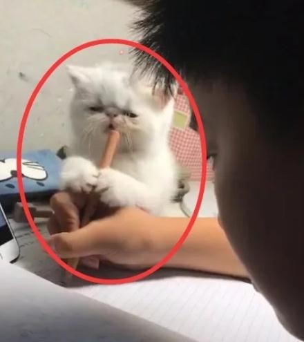 奇闻：小学生在家写作业，猫咪站在旁边陪着，接下来的动作笑喷了