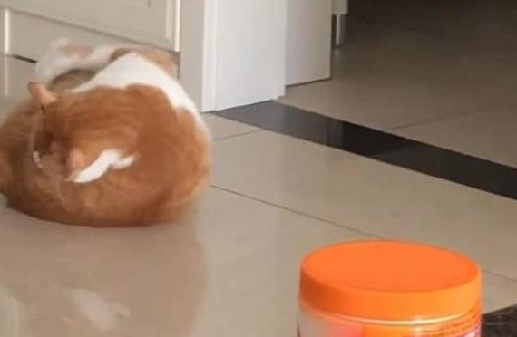 猫躺在地上跟尾巴打架，模样凶狠，网友：狠起来，连自己都不放过