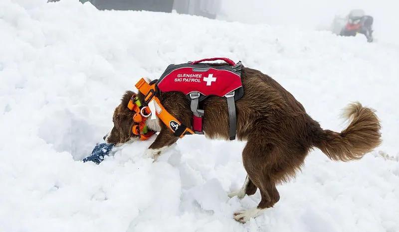 比仪器还灵敏的雪崩搜救犬&猫：两脚兽，我来救你啦！.jpg