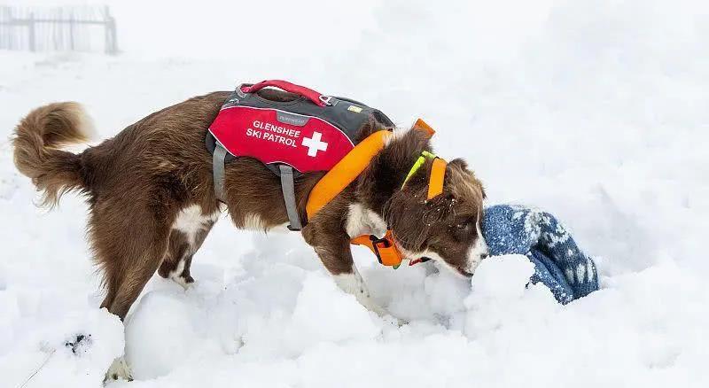 比仪器还灵敏的雪崩搜救犬&猫：两脚兽，我来救你啦！.jpg