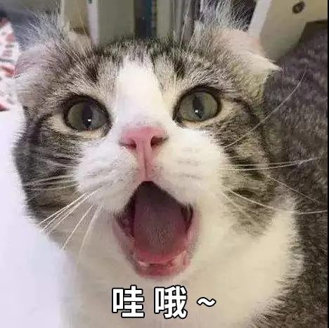 比仪器还灵敏的雪崩搜救犬&猫：两脚兽，我来救你啦！.jpg