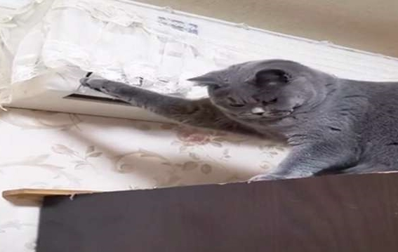 主人：天天拆家，终于被空调罩给制服了，蓝猫求生的小眼神好萌啊